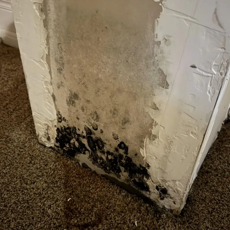 Professional Mold Removal in Bertsch-Oceanview, CA